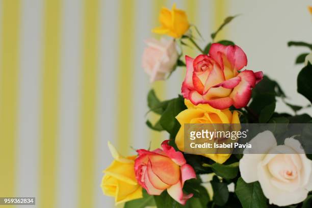 close-up of colorful roses - isabel pavia stock-fotos und bilder