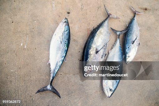 中等大小的新鮮的鰹魚和金槍魚。 中等大小的新鮮的鰹魚和金槍魚。