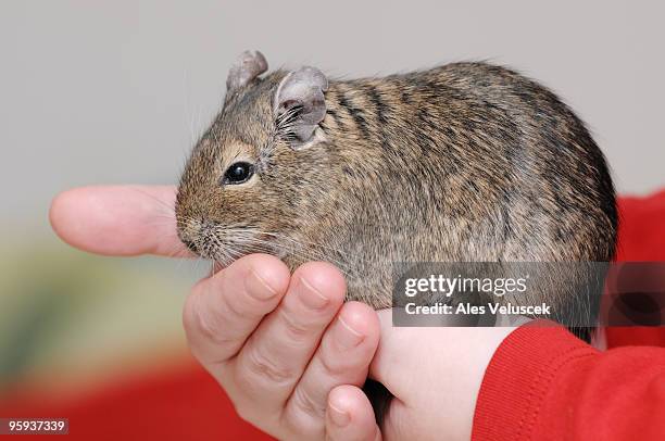 degu on hand - chinchilla stock-fotos und bilder