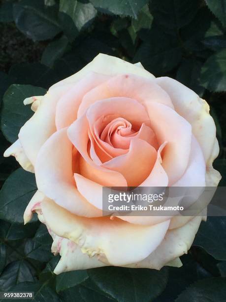 peach colored rose - eriko tsukamoto foto e immagini stock