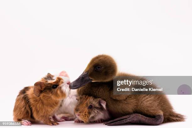 baby guinea pigs and duckling sitting together - different animals together stock pictures, royalty-free photos & images