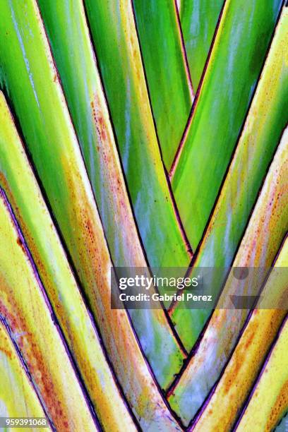 an abstract of a fan shaped palm leaf - fan shape stock pictures, royalty-free photos & images