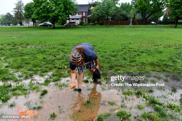 Gigi Gonzalez catches one of the hundreds of fish that are stranded in puddles in Baker Park after severe storms dumped more than six inches of rain...