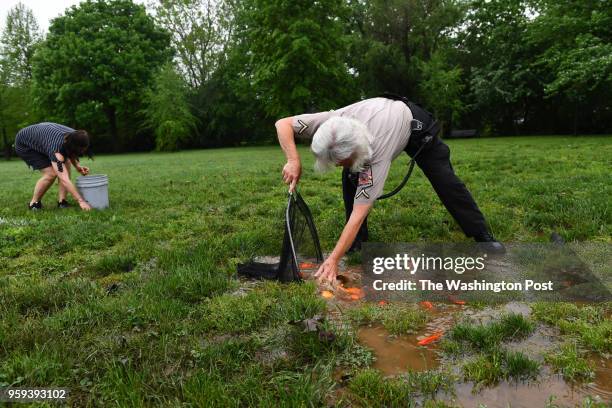 Marilyn Ward-Tluszcz along with Frederick County Animal Control officer Deb Norris scoop up hundreds of fish that are stranded in puddles in Baker...