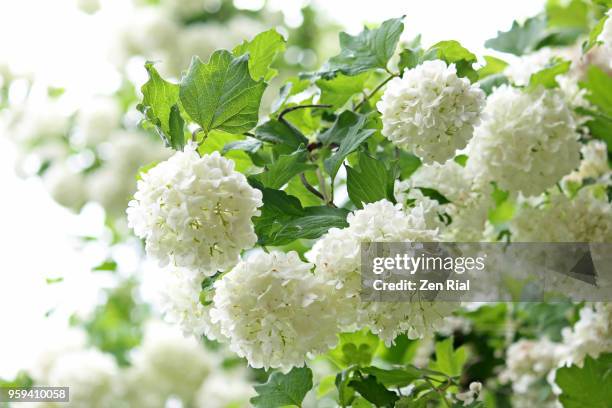 japanese snowball (viburnum plicatum) blooming profusely - viburnum stock pictures, royalty-free photos & images