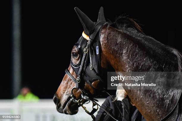 Pirellina after winning the Bunyip Football Netball Club F&M BM64 Handicap at Racing.com Park Synthetic Racecourse on May 17, 2018 in Pakenham,...