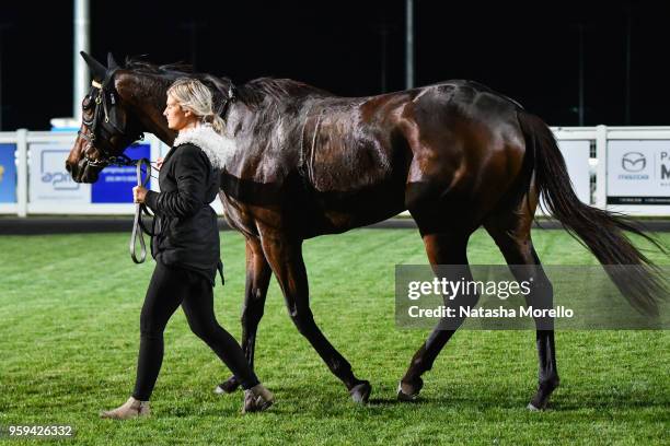 Pirellina after winning the Bunyip Football Netball Club F&M BM64 Handicap at Racing.com Park Synthetic Racecourse on May 17, 2018 in Pakenham,...