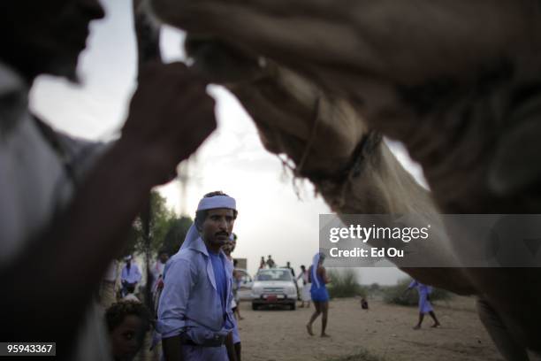 Camels are lined up ready to be jumped over on October 3, 2009 in Beit al Faqih in the Tehama region of Yemen. Camel jumping is a sport unique to the...