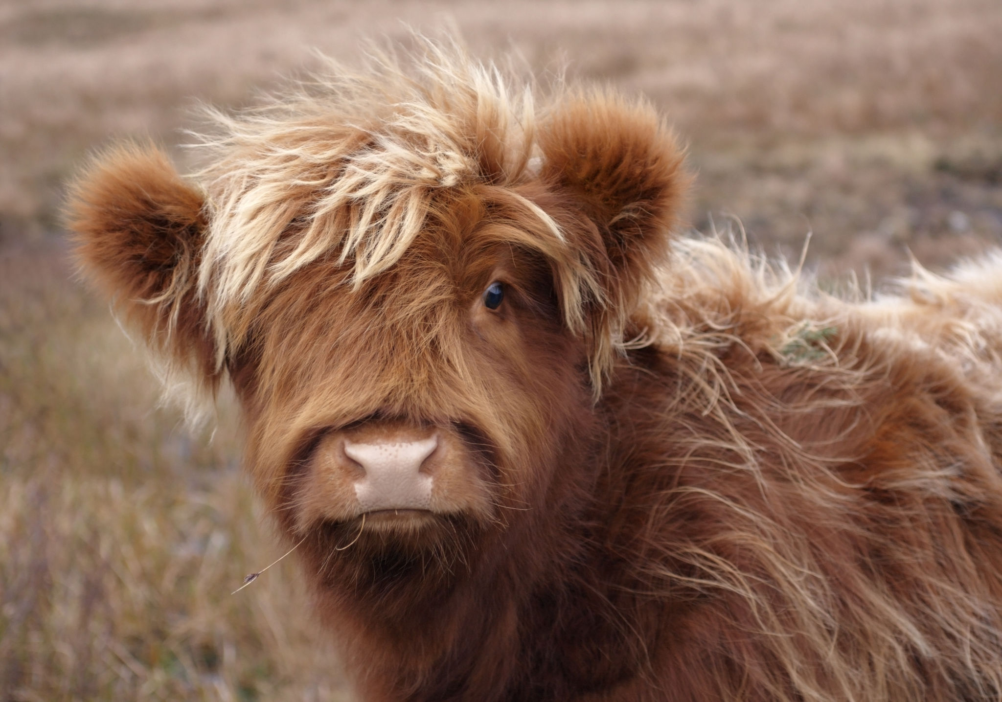 highland calves