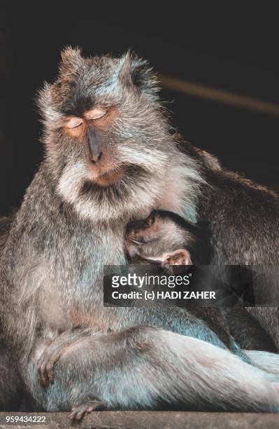 a sleeping monkey mother and child | ubud | bali | indonesia - ubud monkey forest stock pictures, royalty-free photos & images