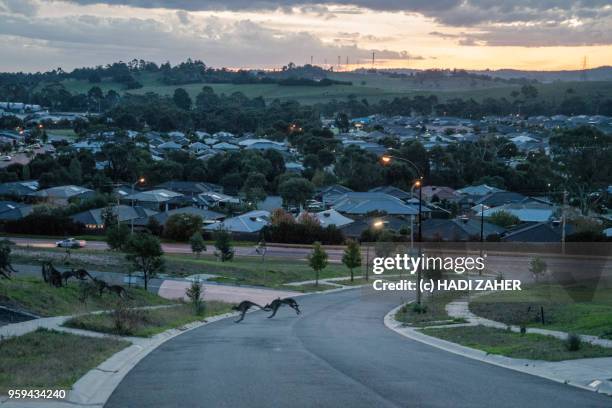 a mob of kangaroos crossing a road in suburban melbourne | australia - town australia bildbanksfoton och bilder