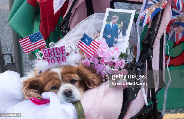 Royal fan Anne Daley with her dog Camilla camps on the street close to Windsor Castle ahead of the royal wedding of Prince Harry to Ms. Meghan Markle...