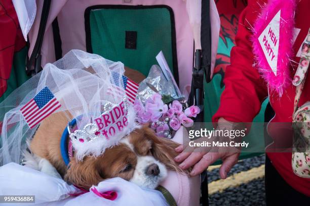 Royal fan Anne Daley with her dog Camilla camps on the street close to Windsor Castle ahead of the royal wedding of Prince Harry to Ms. Meghan Markle...