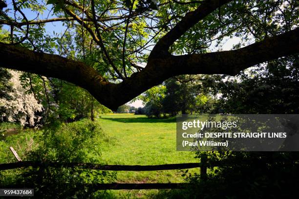 springtime meadows - meadow williams stock pictures, royalty-free photos & images