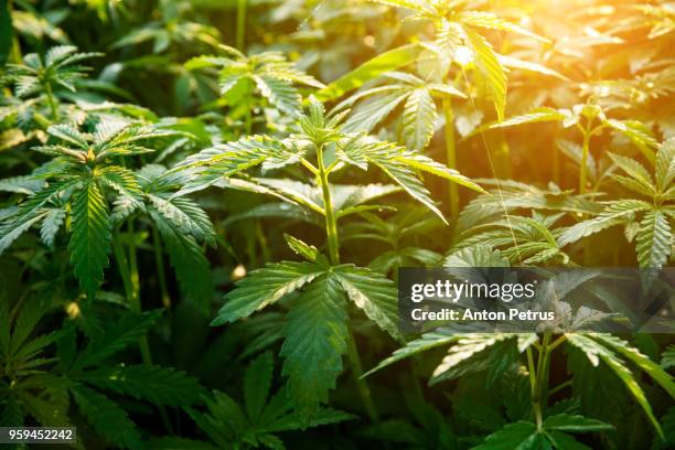 bushes of medical marijuana at dawn - hemp stock pictures, royalty-free photos & images