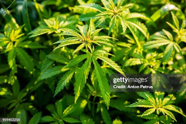 bushes of medical marijuana at dawn - hemp stock pictures, royalty-free photos & images