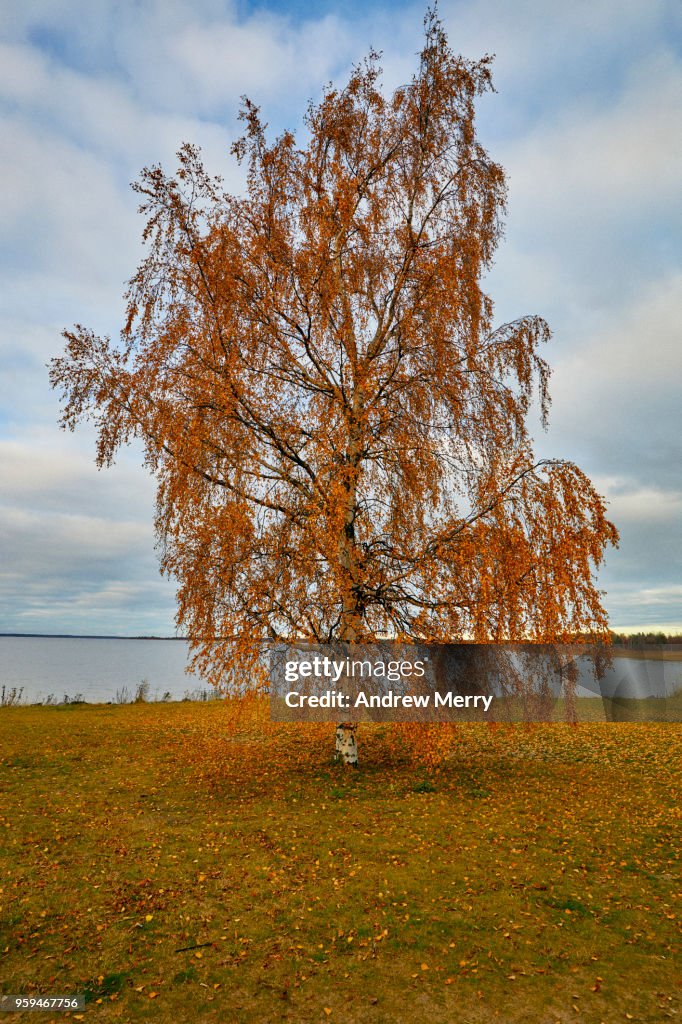 Lone tree by the ocean, Autumn in Oulu, Finland