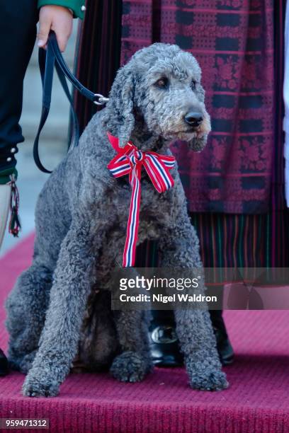 Muffins Krakebolle the royal pet dog at Skaugum Farm in Asker during Norway's National Day on May 17, 2018 in Oslo, Norway.