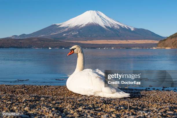 fuji mountain and swan in winter morning at yamanaka lake - yamanakako photos et images de collection