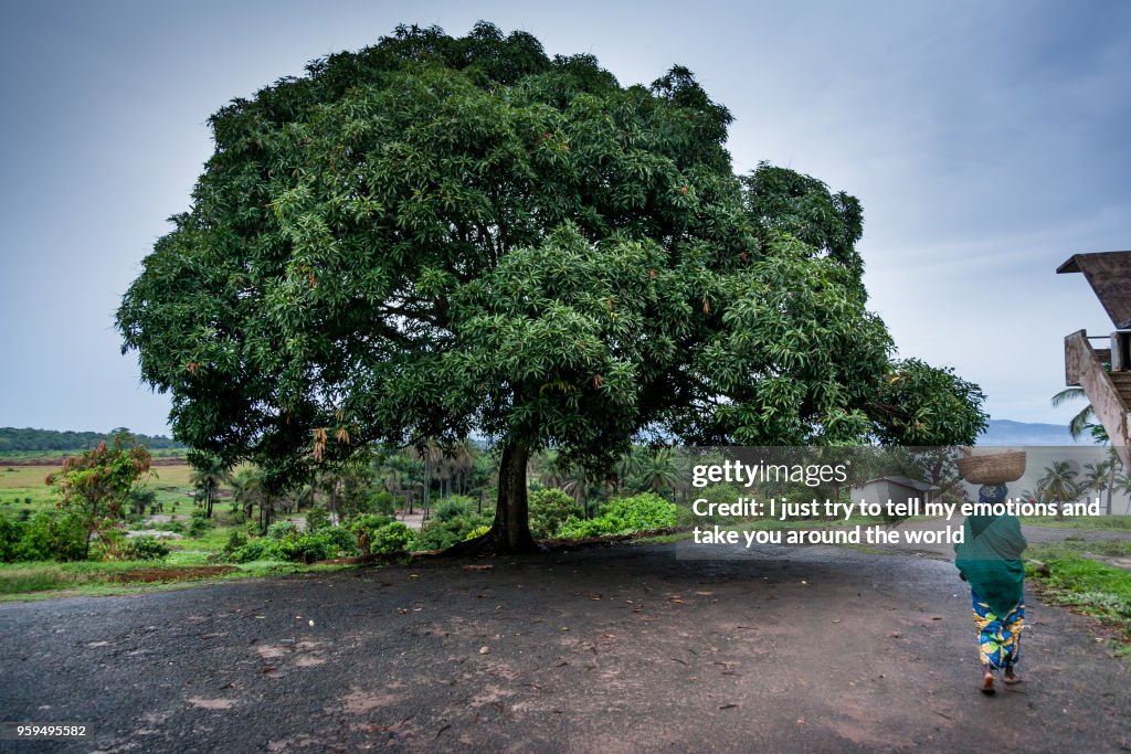 Yongoro, Sierra Leone, West Africa