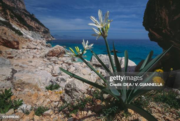 Illyrian Sea Lily , surroundings of Cala Goloritze, National Park of the Bay of Orosei and Gennargentu, Ogliastra, Sardinia, Italy.