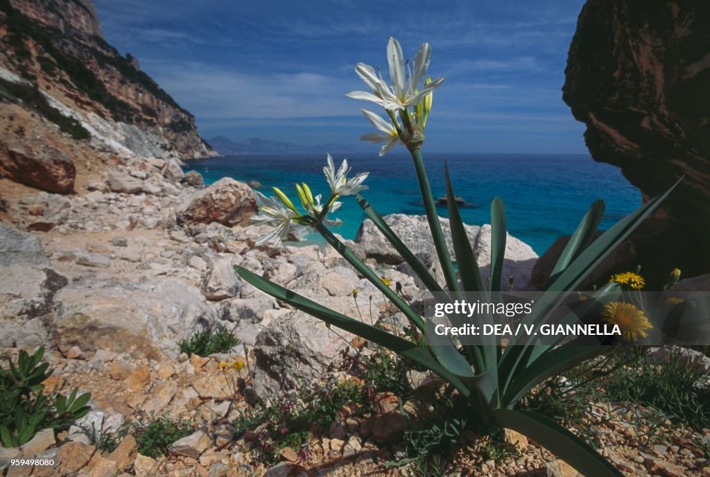 Illyrian Sea Lily, surroundings of Cala Goloritze