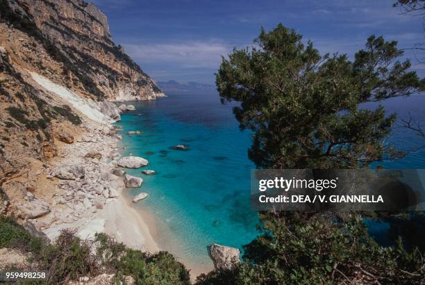 View of Cala Goloritze from above, with Phoenician Juniper in the foreground, National Park of the Bay of Orosei and Gennargentu, Ogliastra,...