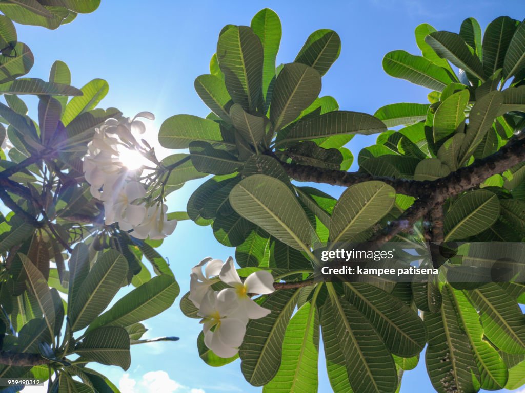 Frangipani ,Plumeria tree beside beach on Koh Sichang, Chonburi, Thailand.