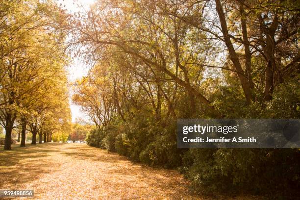 autumn in canberra - lake burley griffin stock pictures, royalty-free photos & images