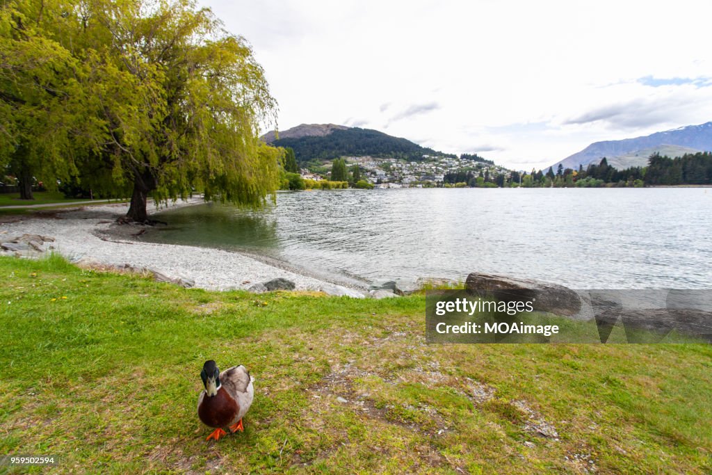 Wild ducks,South Island,NewZealand