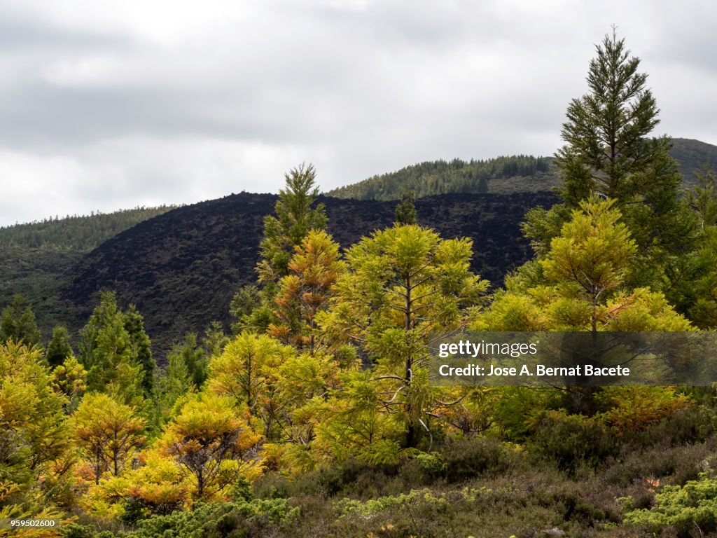 Interior of a humid forest of big trees and craters volcano in island of Terceira, Azores, Portugal.