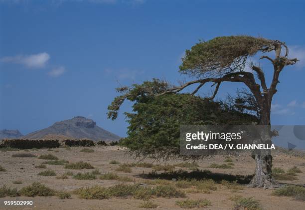 Tamarind tree in the oasis of Santo Tirso, Boa Vista Island, Cape Verde.