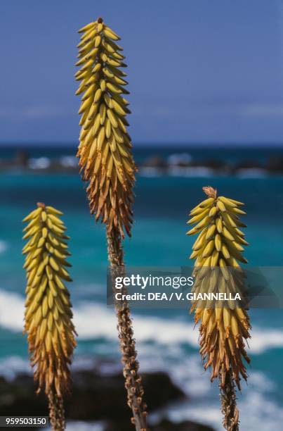 Flowers of Aloe arborescens, Boa Vista Island, Cape Verde.