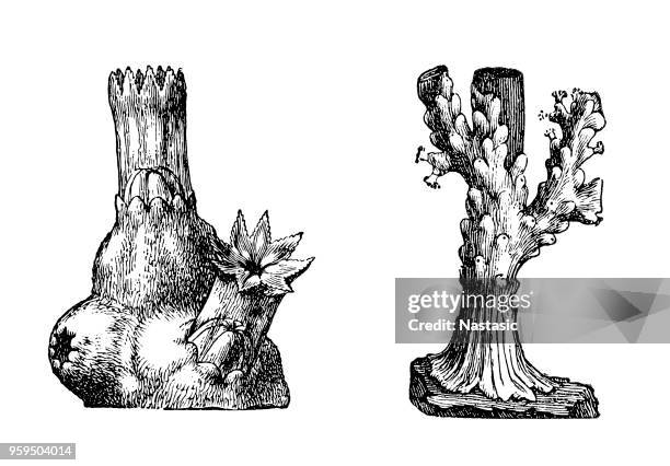 Gorgonia Verrucosa , Foto de stock