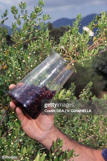 Myrtle berries left to macerate, Sardinia, Italy.