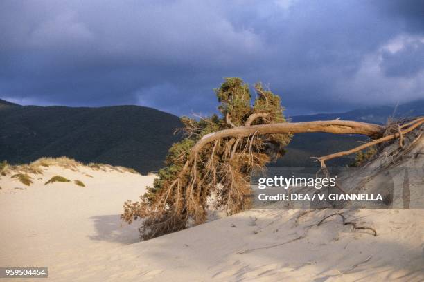 Centuries-old coastal prickly juniper tree with roots exposed by the wind on Piscinas dunes, surroundings of Arbus, Costa Verde, Sardinia, Italy.
