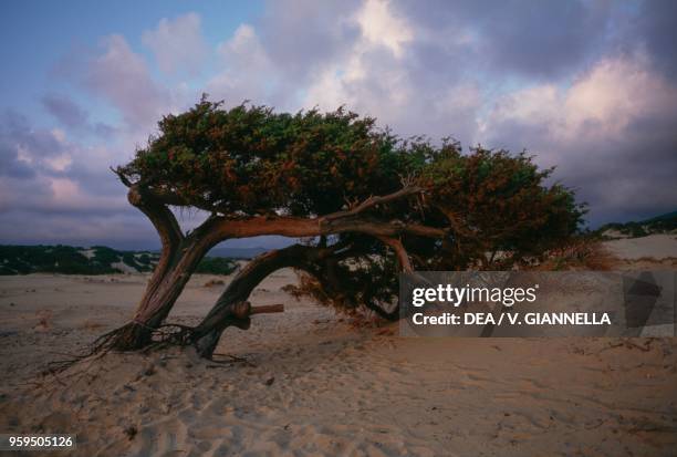 Centuries-old coastal prickly juniper tree shaped by the wind on Piscinas dunes, surroundings of Arbus, Costa Verde, Sardinia, Italy.