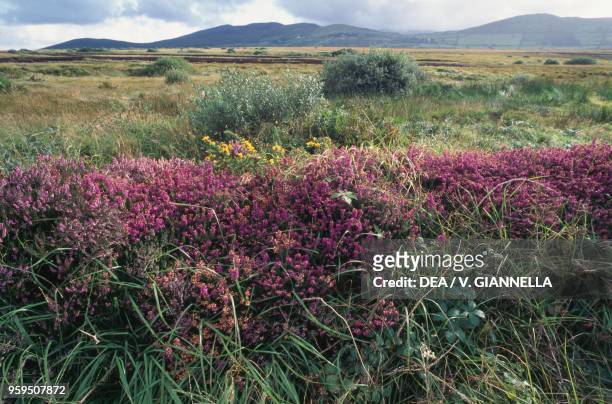 The peat bog in River Ferta Valley, County Kerry, Ireland.