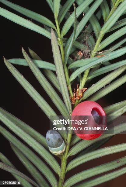 Yew tree berry, Killarney National Park, County Kerry, Ireland.