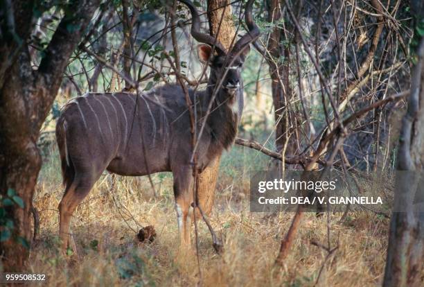 708 Specimen Tree Stock Photos, High-Res Pictures, and Images - Getty ...