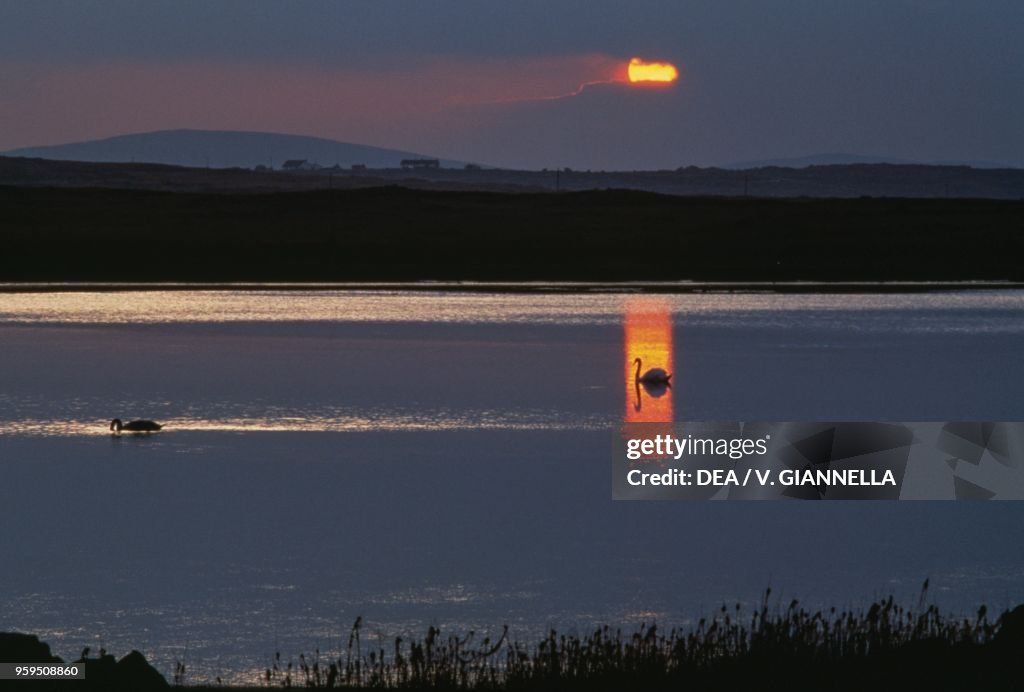 Swans on Lough Gill, at sunset, County Sligo