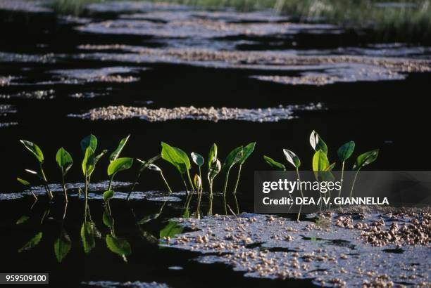 Aquatic plants in the Due Uomini lake, Fagnano Castello, Calabria, Italy. Detail.