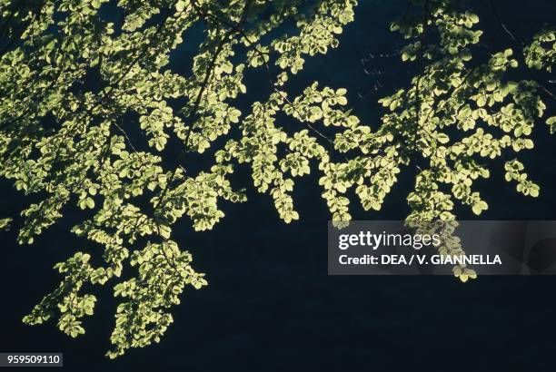 Beech fronds on the shore of the Due Uomini lake, Fagnano Castello, Calabria, Italy. Detail.