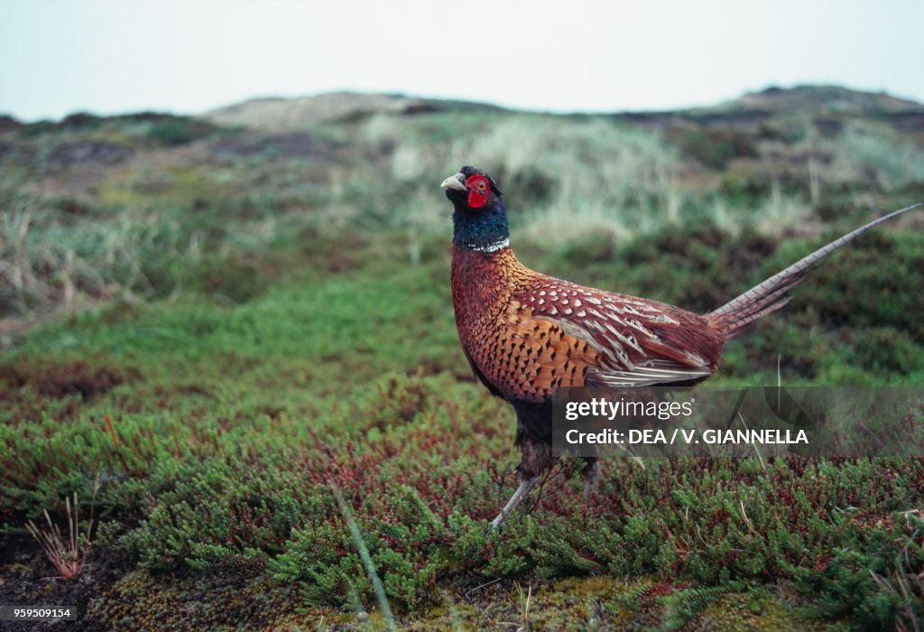Pheasant specimen in County Sligo countryside