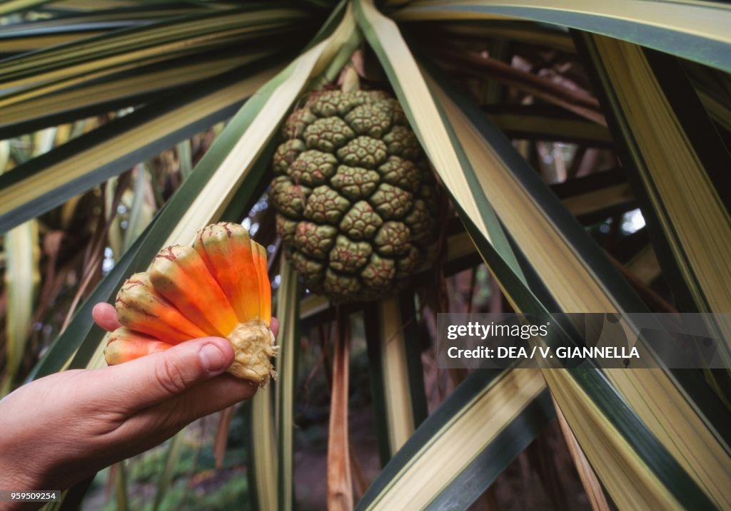 Fruit of Pandanus utilis, Bathsheba, Barbados