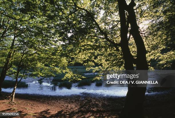 Beech forest on the shore of the Due Uomini lake, Fagnano Castello, Calabria, Italy.