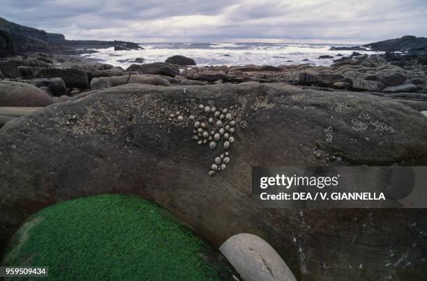 Rocks on Atlantic Ocean shore, covered in seaweeds and limpets, emerging during low tide, Ireland.