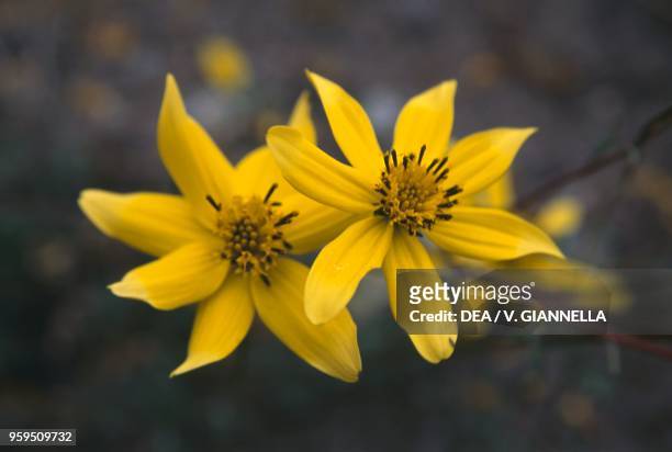 Arnica flower, Lauca National Park, Chile.
