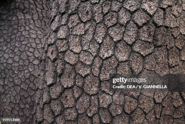 Bosnian Pine bark , Pollino National Park, Calabria, Italy.