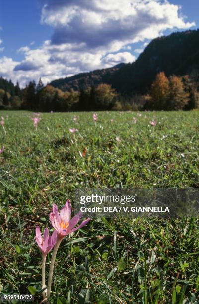 Crocus flowers , Radovna Valley, Triglav National Park, Slovenia.